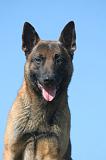 MALINOIS 1059